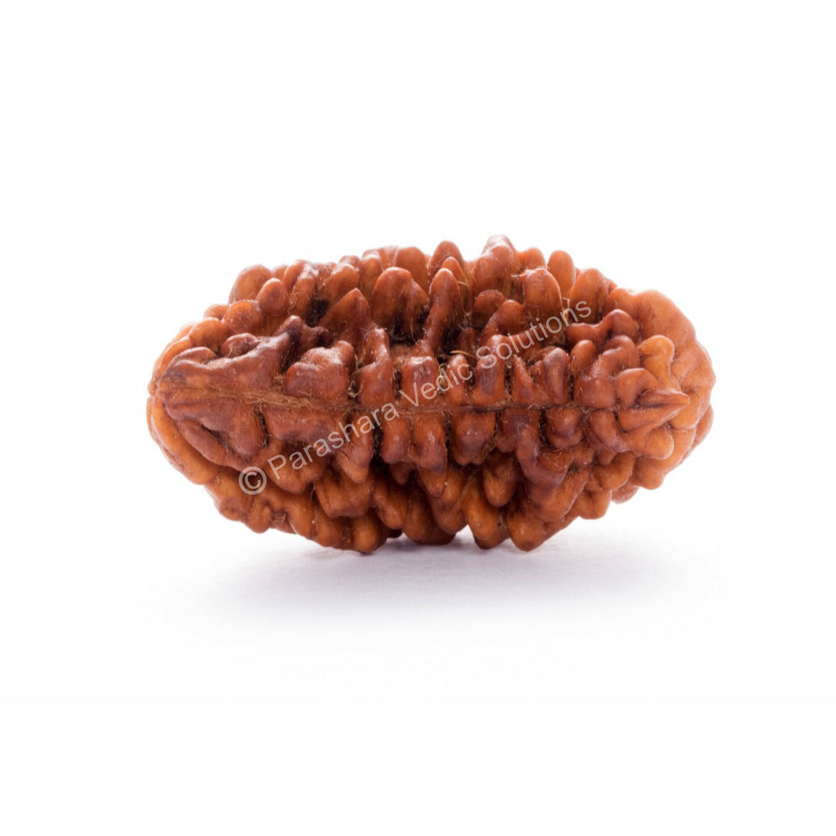 ARKAM One Mukhi Rudraksha Certified Kaju Dana/ Original 1 Mukhi Rudraksh Kaju Dana/ Natural 1 faced Half-moon Rudraksha (Brown) with Certificate and Puja Instructions - Retail Maharaj
