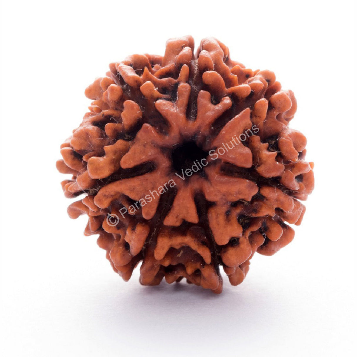 ARKAM Seven Mukhi Rudraksha Certified/ Original Nepali 7 Mukhi Rudraksh/ Natural 7 faced Rudraksha (Brown) with Certificate and Puja Instructions - Retail Maharaj