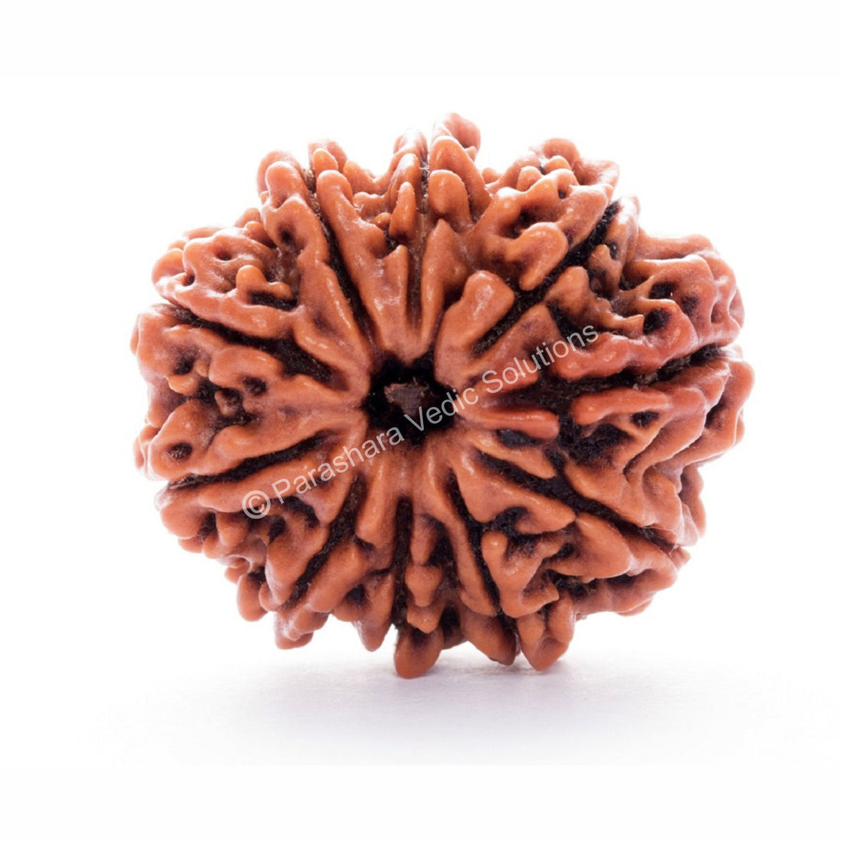 ARKAM Ten Mukhi Rudraksha Certified/ Original Nepali 10 Mukhi Rudraksh/ Natural 10 faced Rudraksha (Brown) with Certificate and Puja Instructions - Retail Maharaj