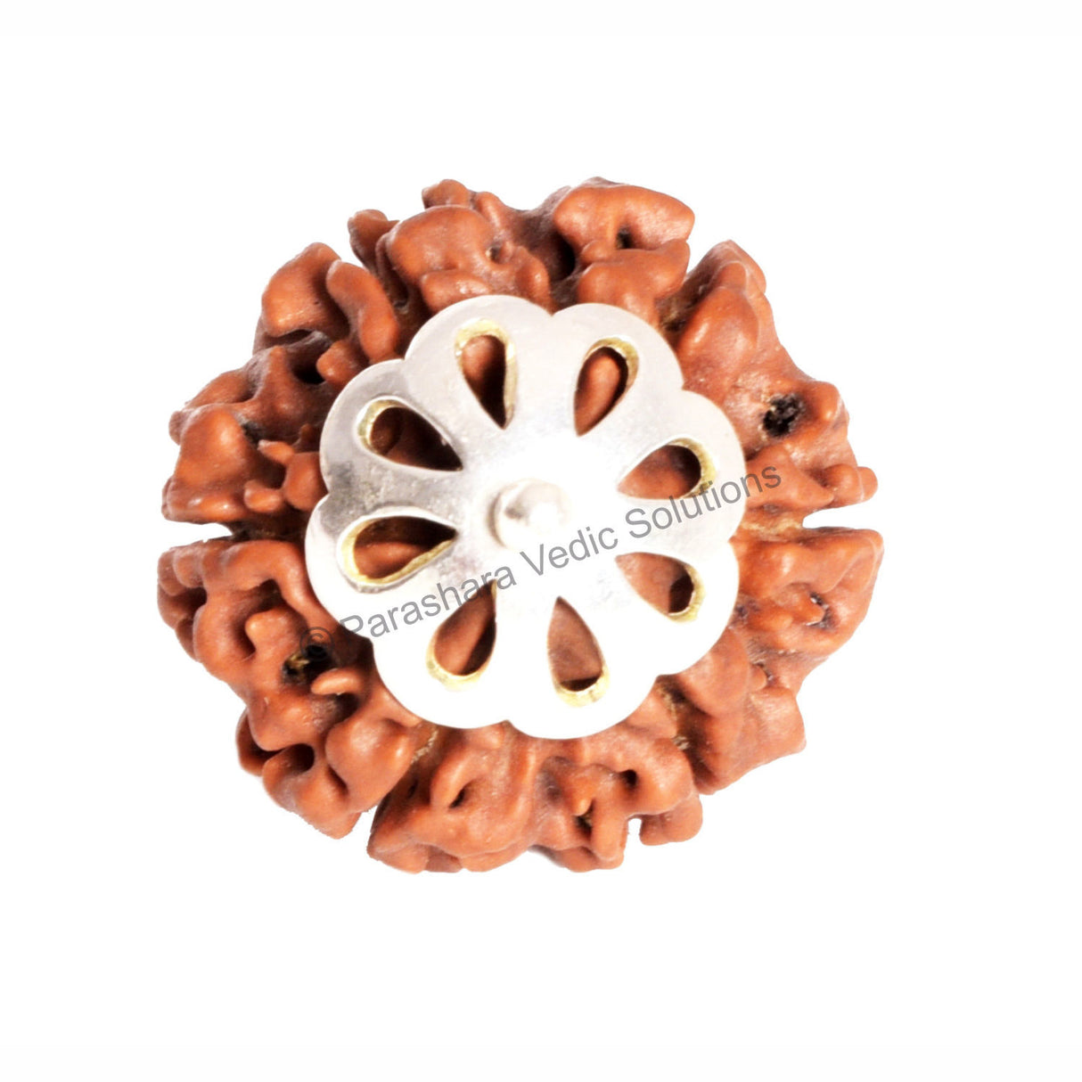 ARKAM Six Mukhi Rudraksha Certified/ Original Nepali 6 Mukhi Rudraksh/ Natural 6 faced Rudraksha with Silver Pendant (Brown) with Certificate and Puja Instructions - Retail Maharaj