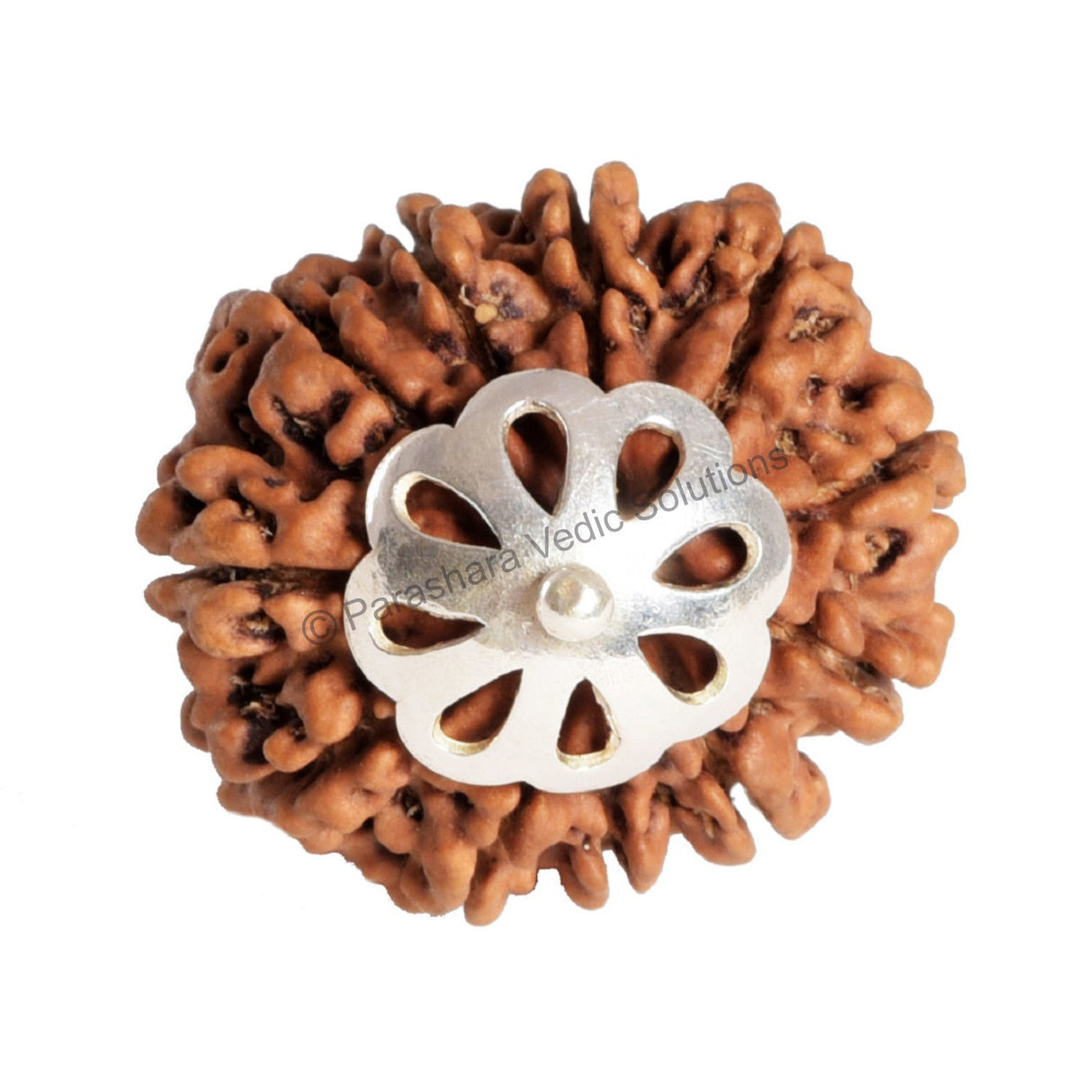 ARKAM Eleven Mukhi Rudraksha Certified/ Original Nepali 11 Mukhi Rudraksh/ Natural 11 faced Rudraksha with Silver Pendant (Brown) with Certificate and Puja Instructions - Retail Maharaj