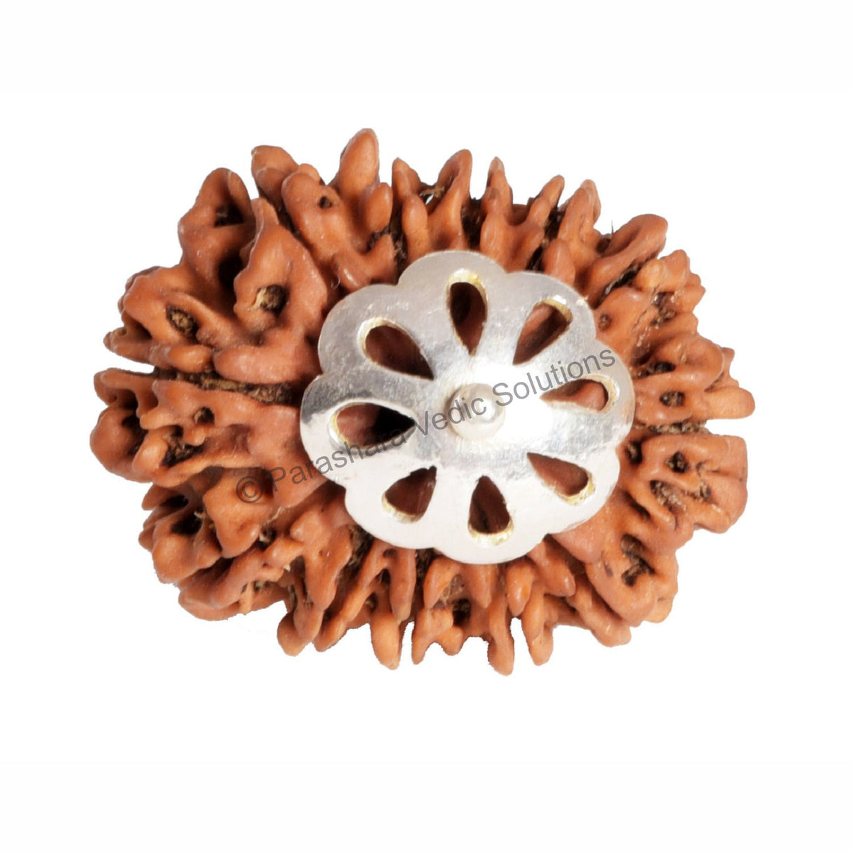 ARKAM Twelve Mukhi Rudraksha Certified/ Original Nepali 12 Mukhi Rudraksh/ Natural 12 faced Rudraksha with Silver Pendant (Brown) with Certificate and Puja Instructions - Retail Maharaj