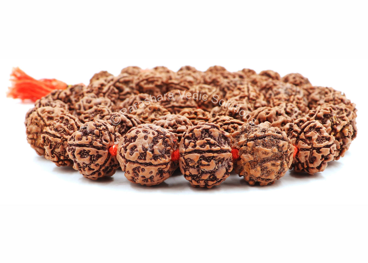 Arkam 5 mukhi Rudraksh Kantha Certified/ Rudraksha Kantha for wearing and worship/ Rudraksh Mala Big/ Five faced Rudraksh Kantha Mala (Size: 18-22mm, Length: 35inches, Beads: 54+1) - Retail Maharaj