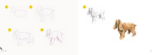 Dogs in Easy Steps (Draw 30) - Retail Maharaj