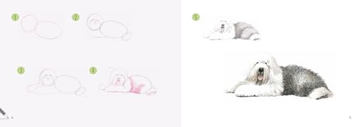Dogs in Easy Steps (Draw 30) - Retail Maharaj