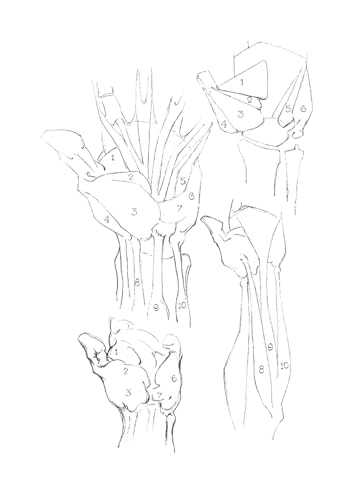 The Book of a Hundred Hands (Dover Anatomy for Artists) - Retail Maharaj