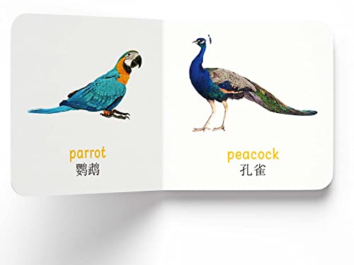 My First English-Chinese Learning Library : Bilingual Boxset of 10 Picture Board Books for Kids - Retail Maharaj