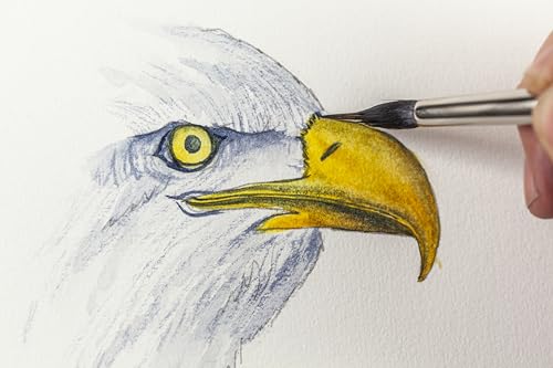 Watercolour Animals for the Absolute Beginner (ABSOLUTE BEGINNER ART) - Retail Maharaj