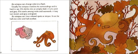 Octopus Is Amazing (Let's-Read-and-Find-Out Science 2) - Retail Maharaj