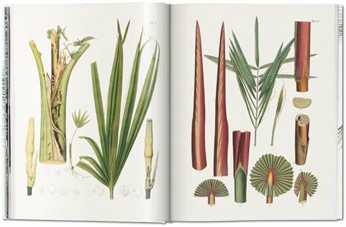 Martius. The Book of Palms - Retail Maharaj