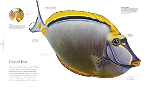 The Science of the Ocean: The Secrets of the Seas Revealed - Retail Maharaj