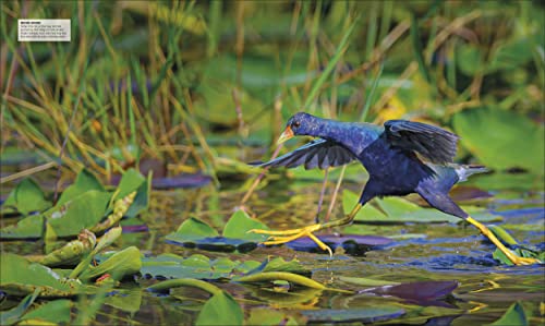 Bird: The Definitive Visual Guide - Retail Maharaj