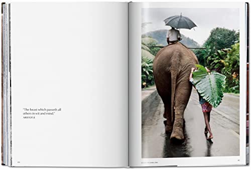 Steve McCurry. Animals - Retail Maharaj