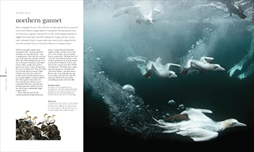 The Science of the Ocean: The Secrets of the Seas Revealed - Retail Maharaj