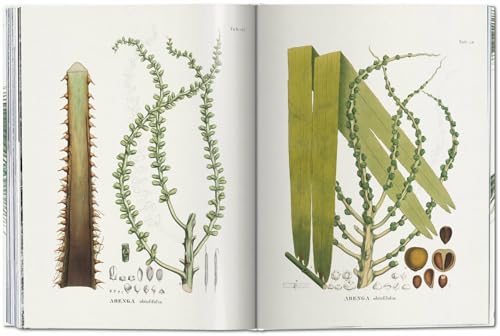 Martius. The Book of Palms - Retail Maharaj