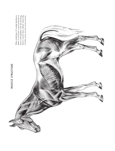 The Art of Animal Drawing: Construction, Action Analysis, Caricature - Retail Maharaj