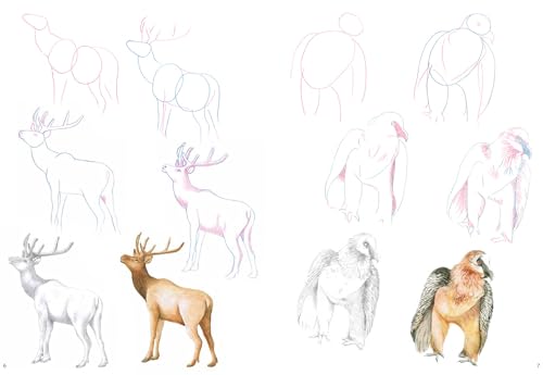 How to Draw: Mountain Animals: In Simple Steps - Retail Maharaj