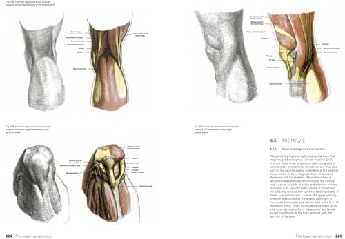 The Complete Guide to Anatomy for Artists & Illustrators: Drawing the Human Form - Retail Maharaj