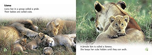 Big Cat Babies: Band 05/Green (Collins Big Cat) - Retail Maharaj
