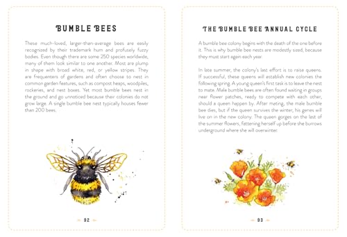 The Little Book of Bees: An illustrated guide to the extraordinary lives of bees - Retail Maharaj