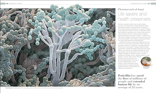 Plants and Fungi: The Definitive Visual Guide - Retail Maharaj