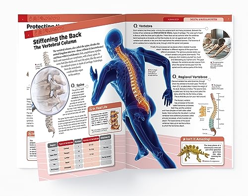 Human Body - Skeletal And Muscular System: Knowledge Encyclopedia For Children - Retail Maharaj