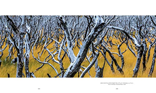 Trees: Between Earth and Heaven - Retail Maharaj