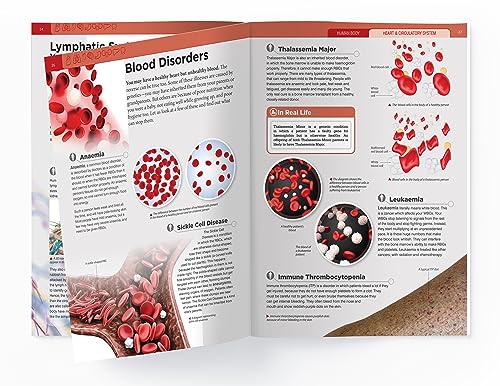 Human Body - Heart And Circulatory System: Knowledge Encyclopedia For Children - Retail Maharaj