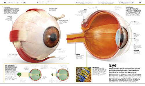 Knowledge Encyclopedia: Human Body!: Your Amazing Body As You've Never Seen It Before - Retail Maharaj