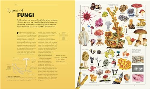 Knowledge A Visual Compendium: Making Sense of our World - Retail Maharaj