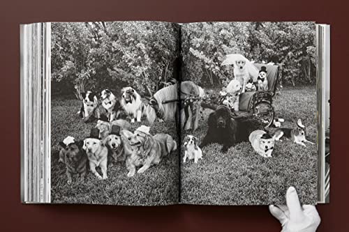 The Golden Retriever Photographic Society - Retail Maharaj