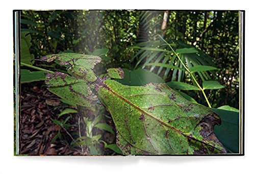 Jungle Spirits - Retail Maharaj