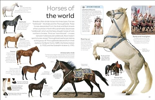 Horse - Retail Maharaj