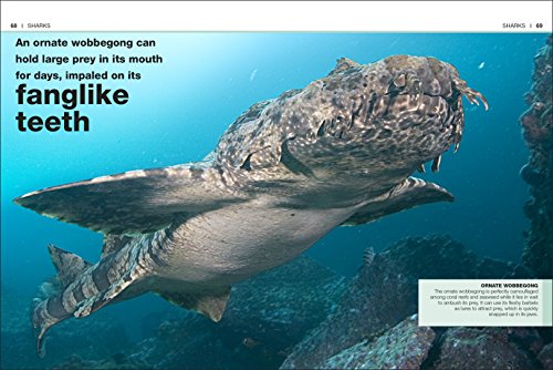 Pocket Eyewitness Sharks: Facts at Your Fingertips - Retail Maharaj
