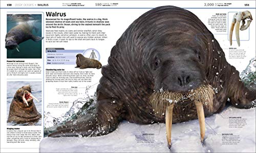 Knowledge Encyclopedia: Ocean! Our Watery World As You've Never Seen It Before - Retail Maharaj