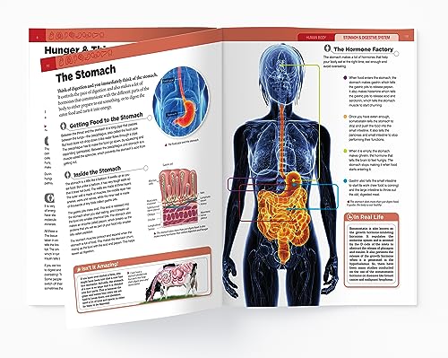 Human Body - Stomach And Digestive System: Knowledge Encyclopedia For Children - Retail Maharaj