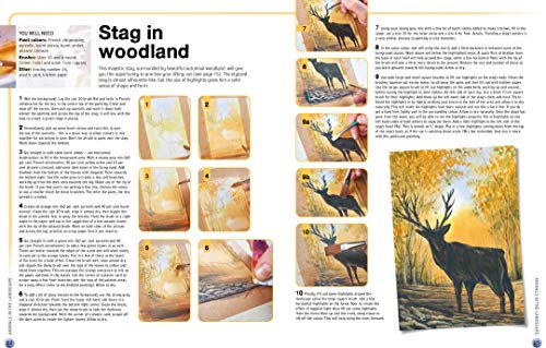 Ready to Paint in 30 Minutes: Animals in Watercolour: Build your skills with quick & easy painting projects - Retail Maharaj