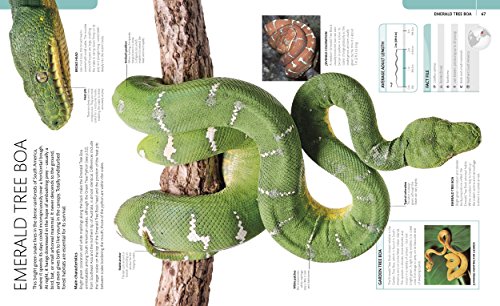 Snake: The Essential Visual Guide - Retail Maharaj