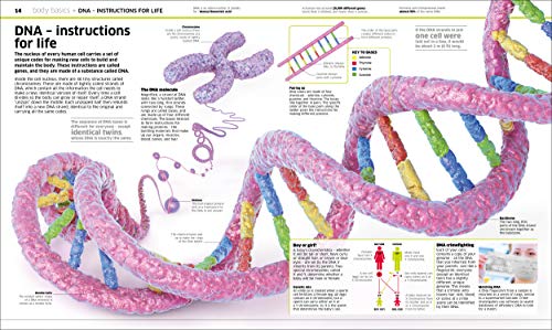 Knowledge Encyclopedia: Human Body!: Your Amazing Body As You've Never Seen It Before - Retail Maharaj