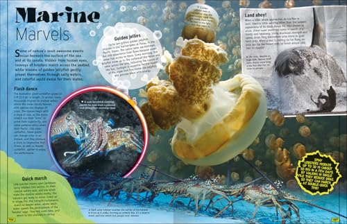 The Animal Book - Retail Maharaj