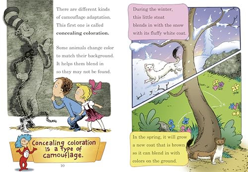 High? Low? Where Did It Go? : All About Animal Camouflage - Retail Maharaj