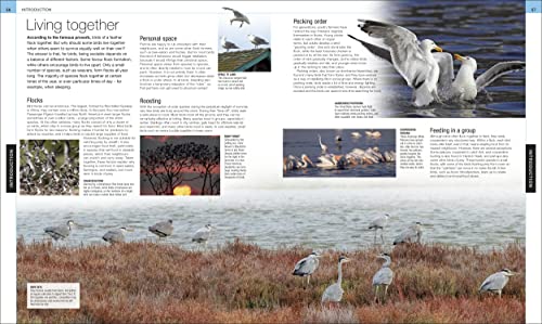 Bird: The Definitive Visual Guide - Retail Maharaj