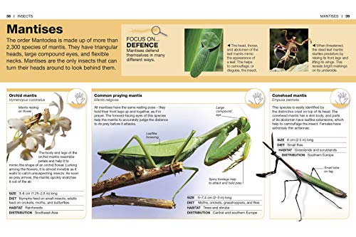Pocket Eyewitness Insects - Retail Maharaj