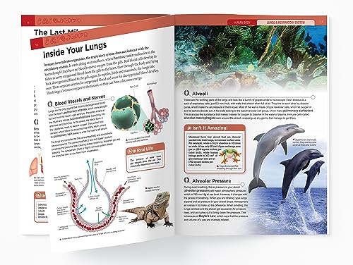 Human Body - Lungs And Respiratory System: Knowledge Encyclopedia For Children - Retail Maharaj