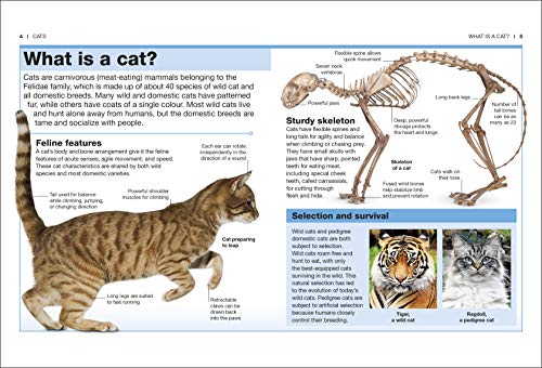 Cats: Facts at Your Fingertips - Retail Maharaj
