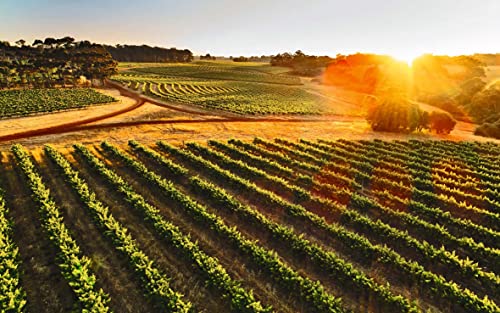 Through the Cellar Door: Australia's Beautiful Wineries and Vineyards, Their Design and Architecture - Retail Maharaj