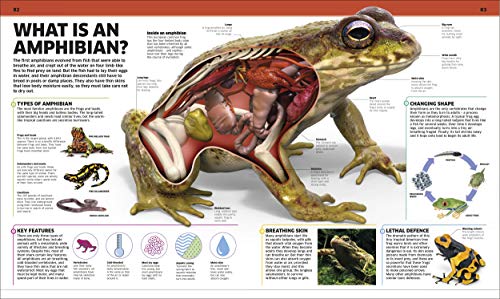 Knowledge Encyclopedia Animal!: The Animal Kingdom as you've Never Seen it Before - Retail Maharaj