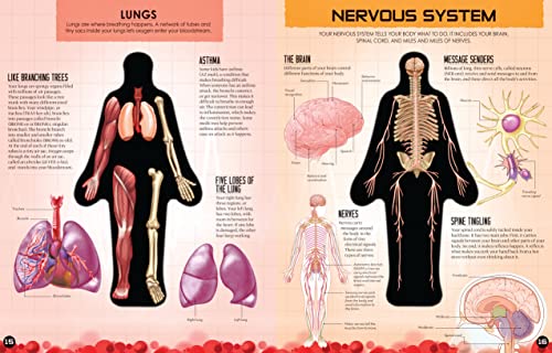 Inside Out Human Body - Retail Maharaj