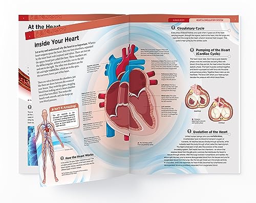 Human Body - Heart And Circulatory System: Knowledge Encyclopedia For Children - Retail Maharaj