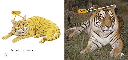 Cats: Band 01b/Pink B (Collins Big Cat) - Retail Maharaj
